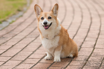 ウエルシュコーギー