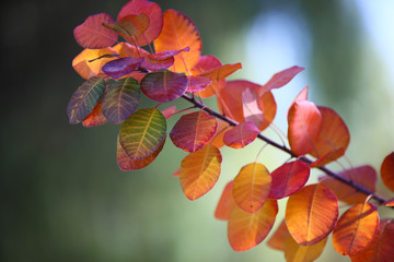 Fall leaves in sunlight