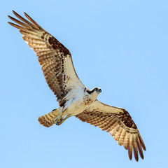 Osprey