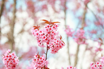 Wild Himalayan Cherry Blossoms in spring season (Prunus cerasoides), Sakura in Thailand, selective focus, Phu Lom Lo, Loei, Thailand.