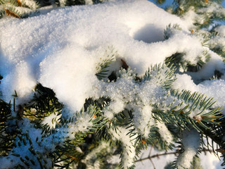 A branch of green spruce under a snowdrift on a sunny day. Cropped shot, horizontal, close-up, background. Nature's concept.