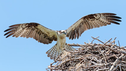 Osprey