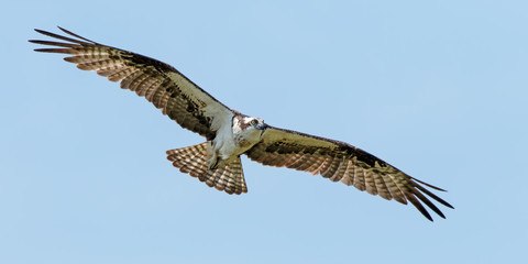 Osprey