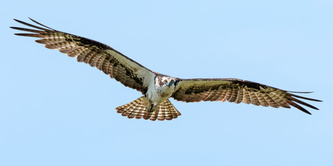 Osprey