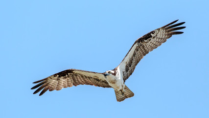 Osprey
