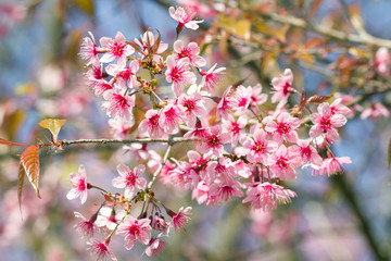 Wild Himalayan Cherry Blossoms in spring season (Prunus cerasoides), Sakura in Thailand, selective focus, Phu Lom Lo, Loei, Thailand.