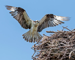 Osprey
