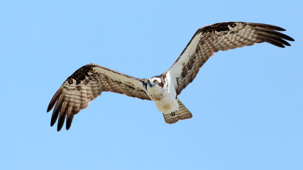 Osprey