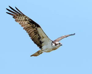 Osprey