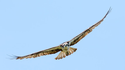 Osprey