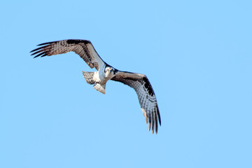 Osprey