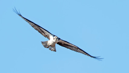 Osprey