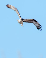 Osprey