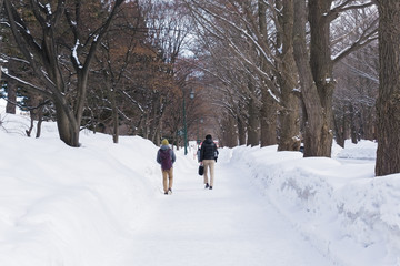 Fototapeta na wymiar Ginkgo avenue at Hokkaido University in winter, Japan