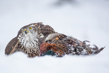 Birds of prey - Young northern goshawk (Accipiter gentilis) holds his meal in the snow. Wildlife scenery, winter time.
