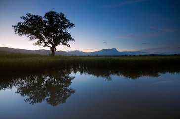 Reflection of a single tree with Mount Kinabalu on the background in Kota Belud, Sabah, Borneo, East Malaysia