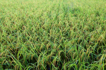 Paddy field in Kota Belud, Sabah, East Malaysia, Borneo
