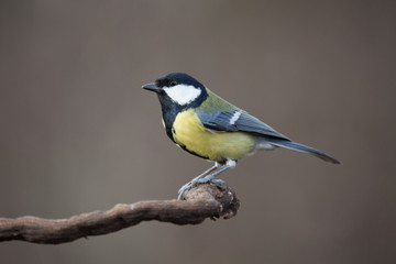 Parus major, Blue tit . Wildlife landscape, titmouse sitting on a branch. Blue tit bird wild animal. Wildlife