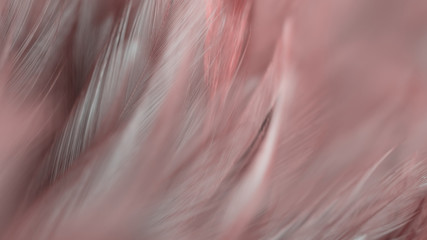 Obraz premium Blur Bird chickens feather texture for background, Fantasy, Abstract, soft color of art design.