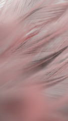 Blur Bird chickens feather texture for background, Fantasy, Abstract, soft color of art design.
