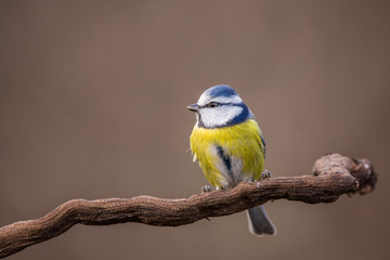 Parus major, Blue tit . Wildlife landscape, titmouse sitting on a branch. Blue tit bird wild animal. Wildlife
