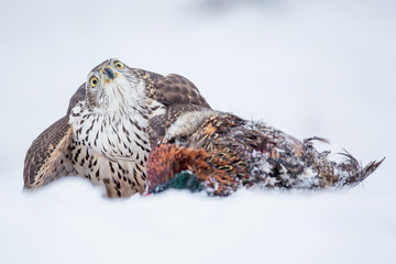 Birds of prey - Young northern goshawk (Accipiter gentilis) holds his meal in the snow. Wildlife scenery, winter time.