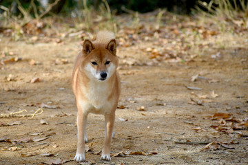 柴犬・見つめる