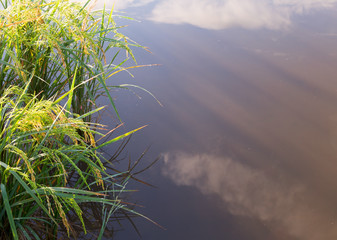 Rice paddy plant with reflection of sky on a pond