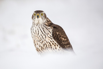 Birds of prey - Young northern goshawk (Accipiter gentilis). Wildlife scenery winter time.