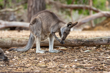 Naklejka na ściany i meble Grey kangaroo