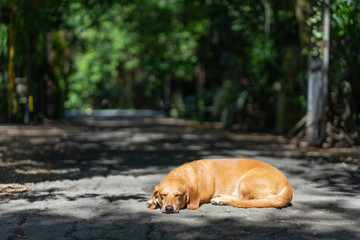 A dachshund is sleeping on the road in the park.
