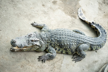 The crocodile is lying down waiting for the bait at the zoo.