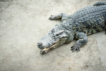 The crocodile is lying down waiting for the bait at the zoo.