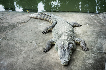 The crocodile is lying down waiting for the bait at the zoo.