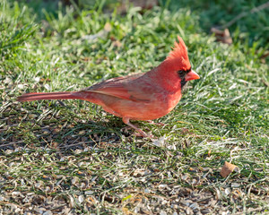 Male Northern cardinal