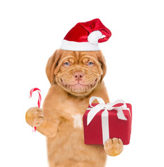 Smiling bordeaux puppy in red christmas hat holding candy cane and gift box in his paw. isolated on white background.