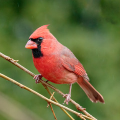 Male Northern Cardinal