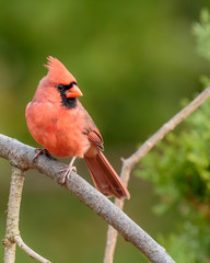 Male Northern Cardinal