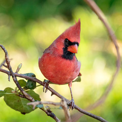 Male Northern Cardinal