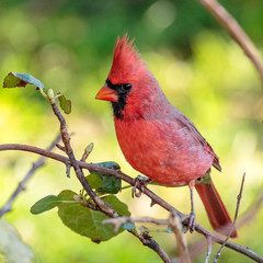 Male Northern Cardinal