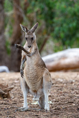 Grey kangaroo