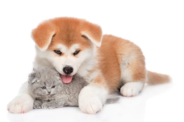 Cute Akita inu puppy hugging tiny kitten. isolated on white background