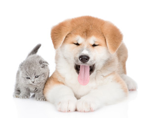 Yawning Akita inu puppy and cute kitten. isolated on white background