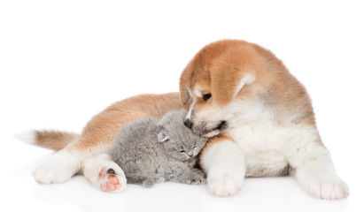 Akita inu puppy kissing cute kitten. isolated on white background