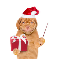 Funny puppy  in red christmas hat with gift box holding pointing stick. isolated on white background