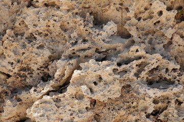 old coral structure for background