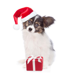 Papillon puppy in red christmas hat with gift box. isolated on white background