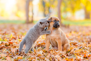 Playful kitten hugs puppy on fallen autumn leaves and looking away