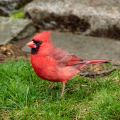 Male Northern Cardinal