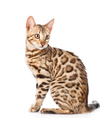 Portrait of a purebred bengal cat in side view. isolated on white background